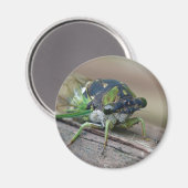 Cicada Magneet (Voorkant / Achterkant)