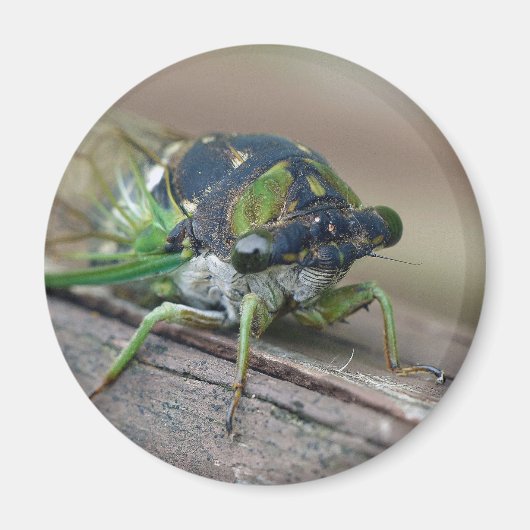 Cicada Magneet (Voorkant)