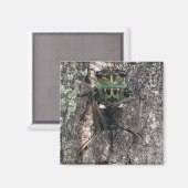 Cicada Magneet (Voorkant / Achterkant)
