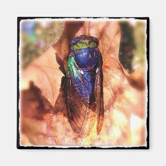 Cicada Magneet (Voorkant)