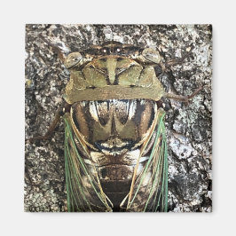 Cicada Magneet