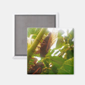 Cicada-magneet Magneet (Voorkant / Achterkant)
