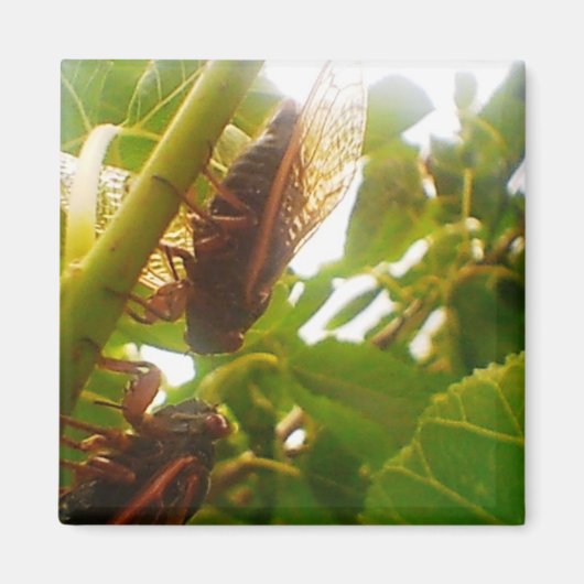 Cicada-magneet Magneet (Voorkant)
