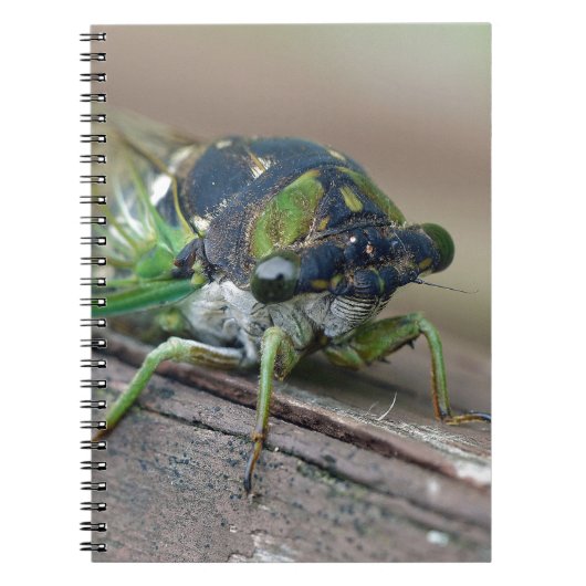 Cicada Notitieboek (Voorkant)