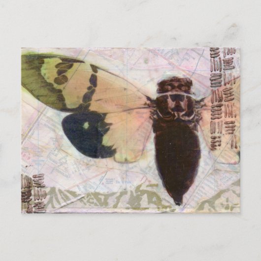 Cicada Post Card Briefkaart (Voorkant)