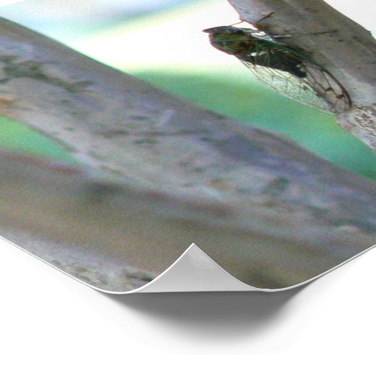 Cicada Poster (Hoek)