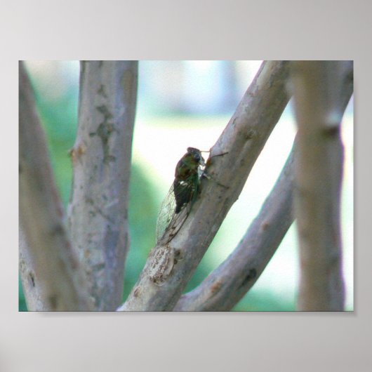 Cicada Poster (Voorkant)