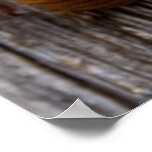 Cicada Poster (Hoek)