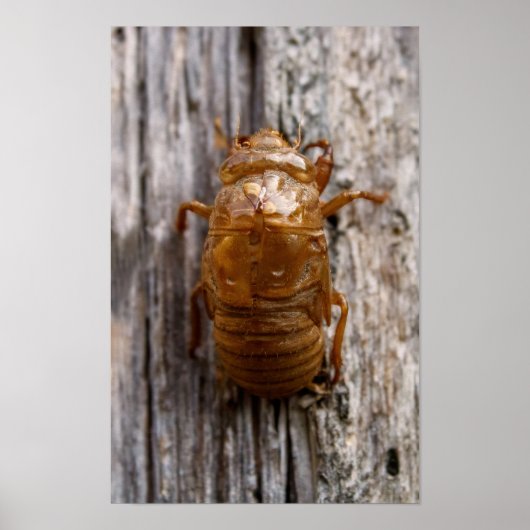Cicada Poster (Voorkant)