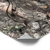 Cicada Poster (Hoek)