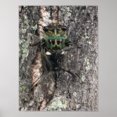 Cicada Poster (Voorkant)
