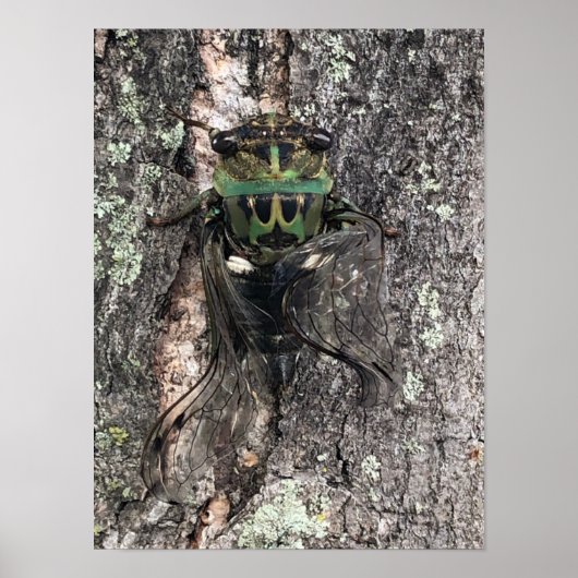 Cicada Poster (Voorkant)