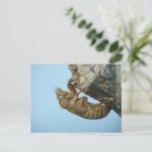 Cicada Shell. Briefkaart (Staand voorkant)