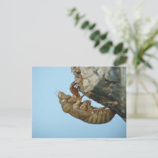 Cicada Shell. Briefkaart (Staand voorkant)