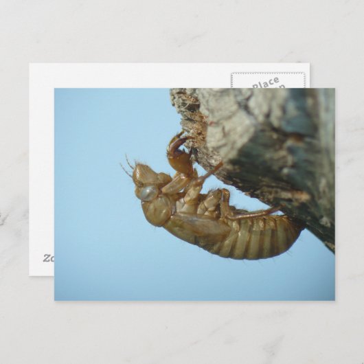 Cicada Shell. Briefkaart (Voorkant / Achterkant)