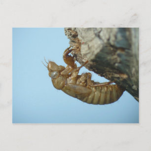 Cicada Shell. Briefkaart