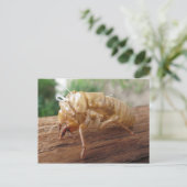 Cicada Shell Briefkaart (Staand voorkant)