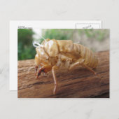 Cicada Shell Briefkaart (Voorkant / Achterkant)