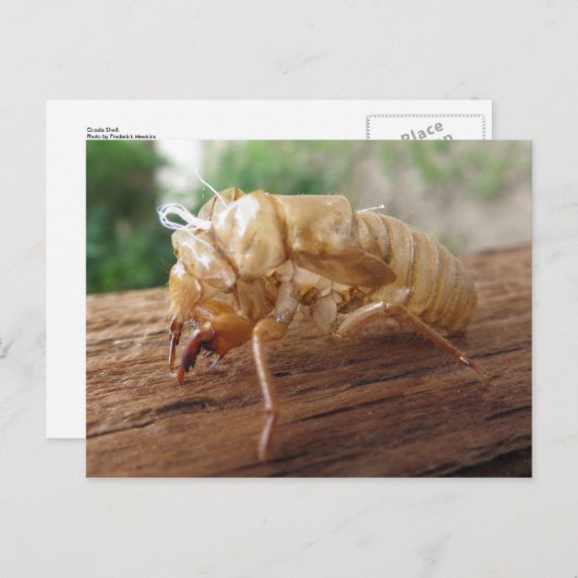 Cicada Shell Briefkaart (Voorkant / Achterkant)
