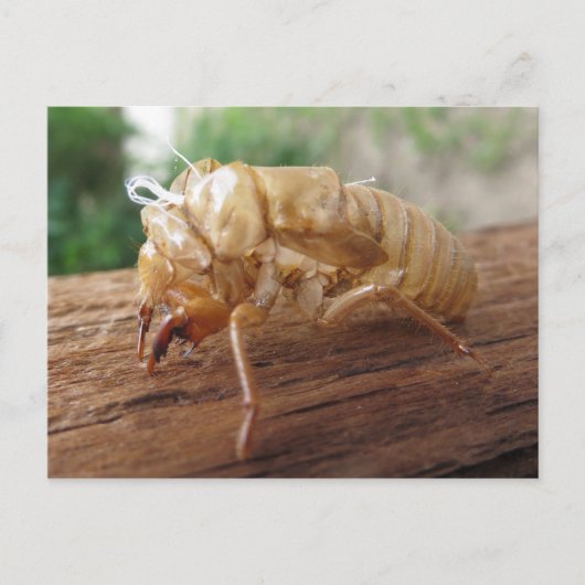 Cicada Shell Briefkaart (Voorkant)