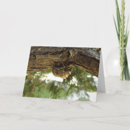 Cicada shell. Het was haast. Kaart