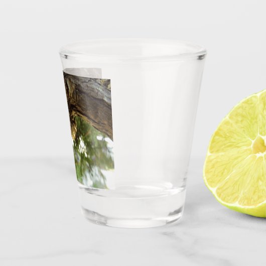 Cicada shell. Het was haast. Shot Glas (Rechts)