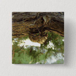 Cicada shell. Het was haast. Vierkante Button 5,1 Cm