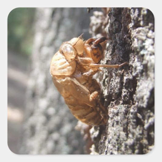Cicada Shell Sticker (Voorkant)