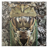 Cicada Tegeltje (Voorkant)