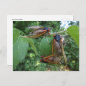 Cicada Trio Briefkaart (Voorkant / Achterkant)