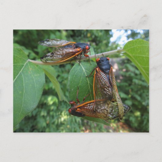 Cicada Trio Briefkaart (Voorkant)