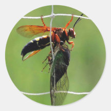 Cicadamoordenwesp met dode cicaden