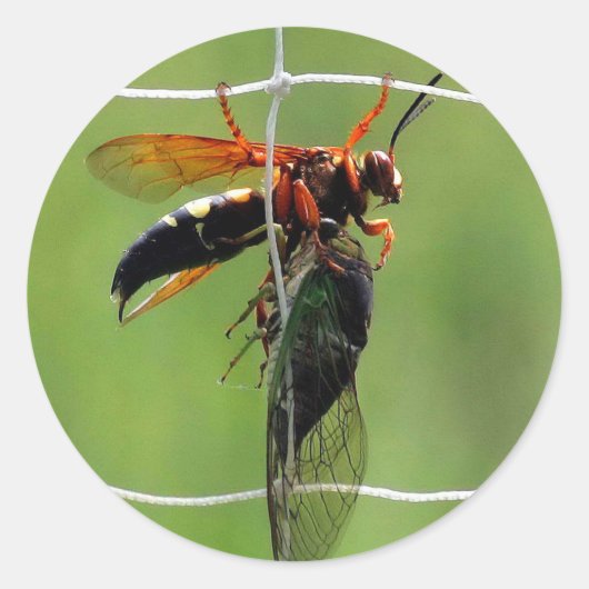 Cicadamoordenwesp met dode cicaden ronde sticker (Voorkant)