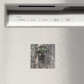 Cicade Magneet (Insitu (Vaatwasser))