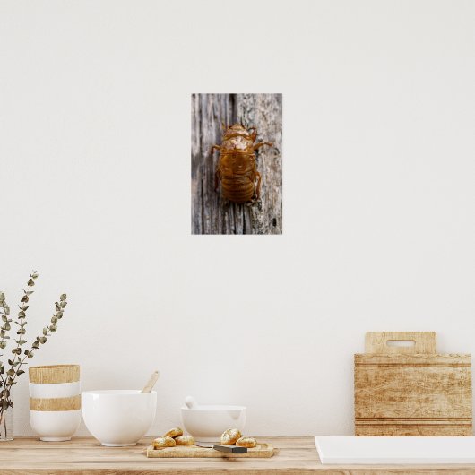 Cicade Poster (Keuken)