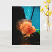 "Cichlid Blood Parrot" Hartelijk dank Kaart (Gele Bloem)