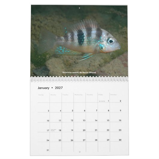 Cichlids of Mexico Kalender (Jan 2027)