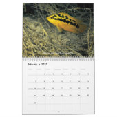 Cichlids of Mexico Kalender (Feb 2027)