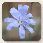 cichorei bier onderzetter (Voorkant)