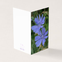 Cichorei Bloem Vouwkaart