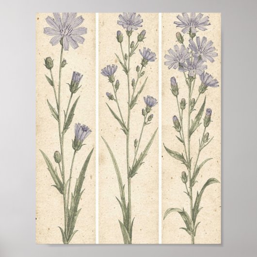 Cichorei Botanische Bloemkunst Poster (Voorkant)