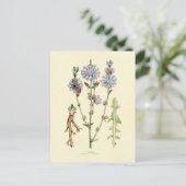 cichorei briefkaart (Staand voorkant)