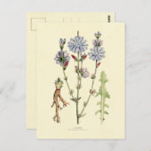 cichorei briefkaart (Voorkant / Achterkant)