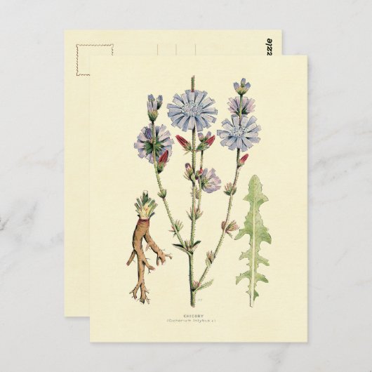 cichorei briefkaart (Voorkant / Achterkant)