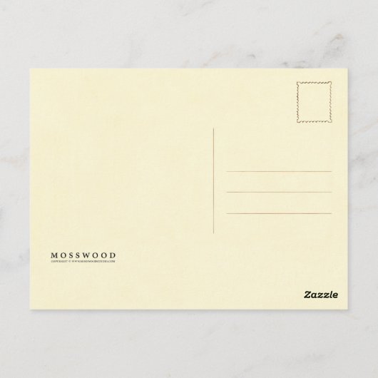 cichorei briefkaart (Achterkant)