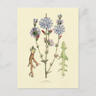 cichorei briefkaart