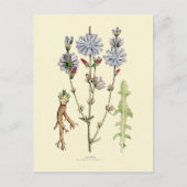 cichorei briefkaart (Voorkant)