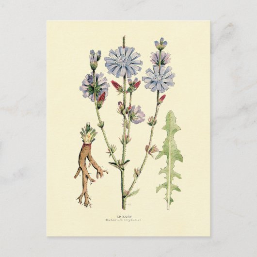 cichorei briefkaart (Voorkant)