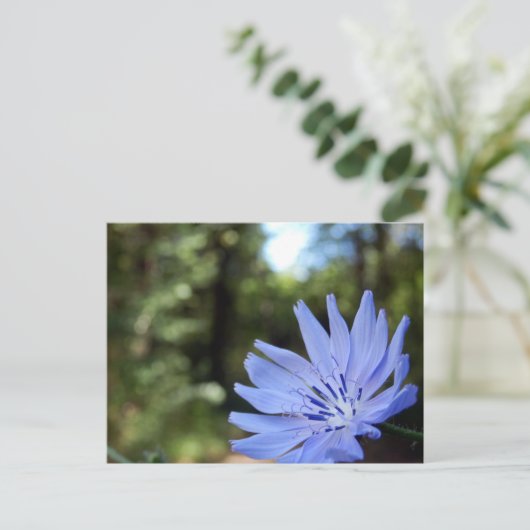 Cichorei-Briefkaart Briefkaart (Staand voorkant)