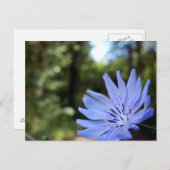 Cichorei-Briefkaart Briefkaart (Voorkant / Achterkant)